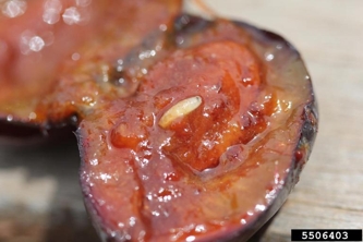 Larva