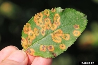 Leaf with disease on it
