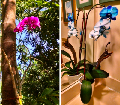 Sphagnum Moss vs. Bark: Which is Better for Phalaenopsis Orchids?