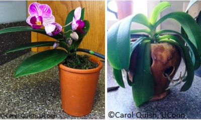 orchid care repotting