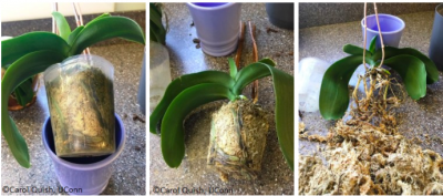 Two images of planting orchids