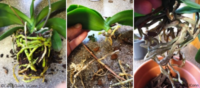 Three images of planting orchids