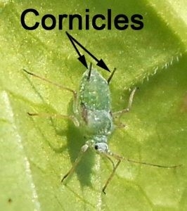 Aphid cornicles