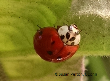 Multicolored Asian Lady beetle - Plant & Pest Diagnostics