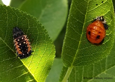 Two asian lady beetles
