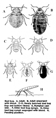 Chart of different types of bed bugs