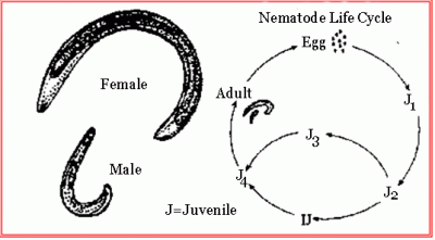 Chart of beneficial nematodes