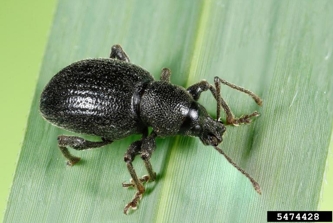 How to Get Rid of Vine Weevil in the Garden