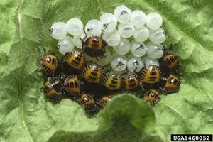 Eggs and nymphs of the brown marmorated stink bug