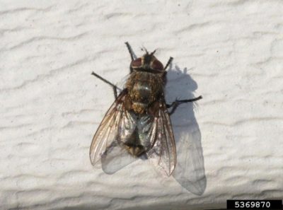 Why Are There So Many Flies In My Connecticut Home?