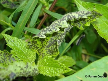 Four-lined plant bug feeding damage