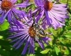 Megachile bee