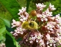 Bombus fervidus