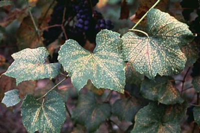 Grape leafhopper damage on leaves