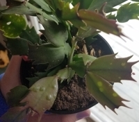 Holiday cactus with edema
