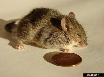 Voles - How to Trap Voles on Your Suburban Farm 