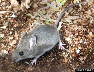 vole vs mouse