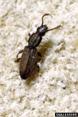 Saw-Toothed Grain Beetle