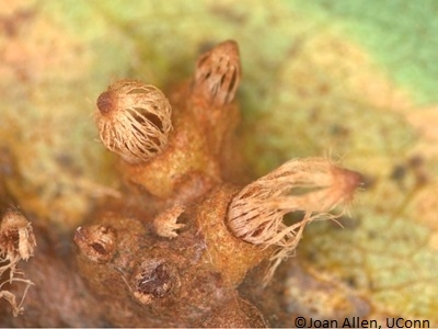 Aecia bacteria on leaf underside