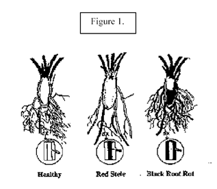 Healthy strawberry plant vs black root rot vs red stele