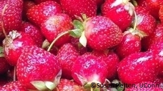 Why Do Strawberries Rot Before Ripening - Reasons For Rotten