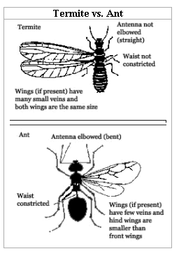 Comparison chart of ant vs termite