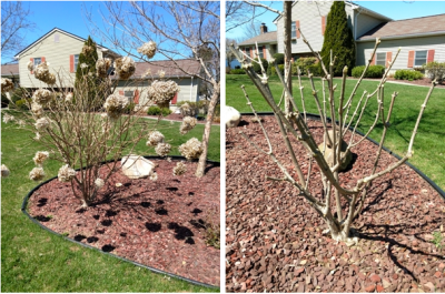 Before and after pruning of H. paniculata