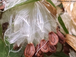 Milkweed seeds