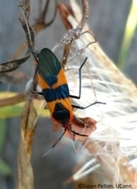 Large milkweed bug