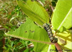 Two monarch caterpillars on common milkweed