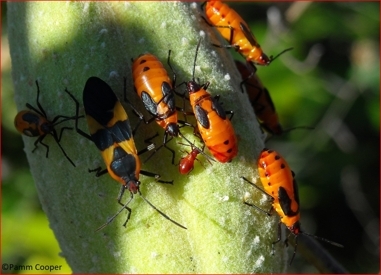 Large milkweed bug-adults and nymphs