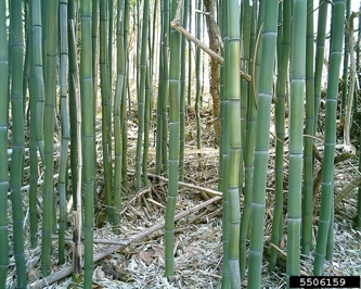 Bamboo Control  Home & Garden Information Center