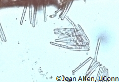 Cylindrocladium pseudonaviculatum