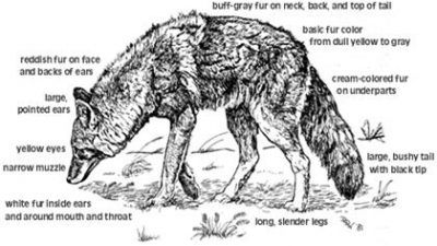 Coyote chart