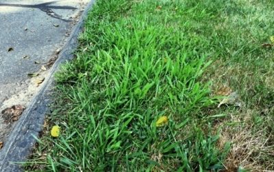 Crabgrass along curb where salt has damaged desirable grasses