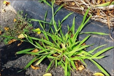 Crabgrass doing well in a parking lot. One plant can produce over 150,000 seeds