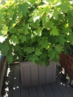 Healthy plant