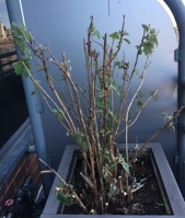 Suspected root rot