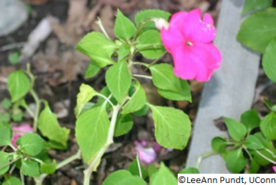 Figure 1. Early symptoms of impatiens downy mildew include yellowing and downward cupping of the leaves.
