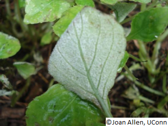 Figure 3. White sporulation on underside of leaf. 