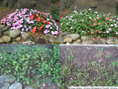 Figure 2. Photos from upper left: healthy impatiens, early yellowing of leaves and reduced flowering, additional yellowing and beginnings of defoliation, heavily defoliated stems.