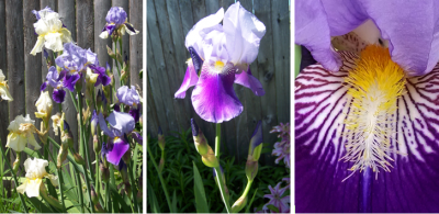 Iris | Home and Garden Education Center