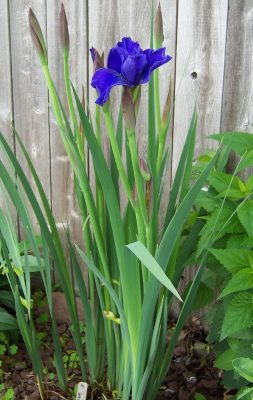 Iris plants