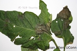 Late blight leaf lesions on tomato