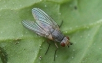 Adult spinach leafminer