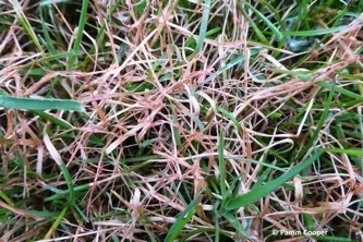 Red thread disease in lawn and up close.
