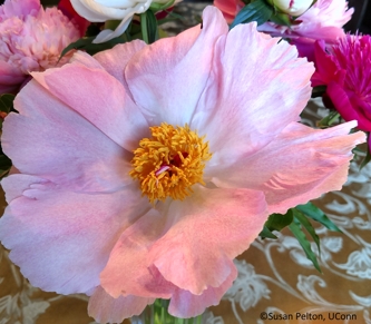 Peony with center of pollen-bearing stamens