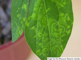 Virus symptoms on a peony leaf
