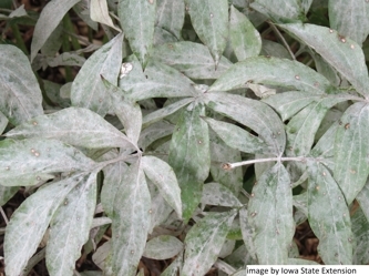 Powdery mildew symptoms on peony foliage