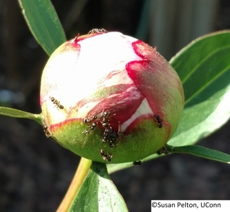 Ants feeding on the extrafloral nectar of a peony bud